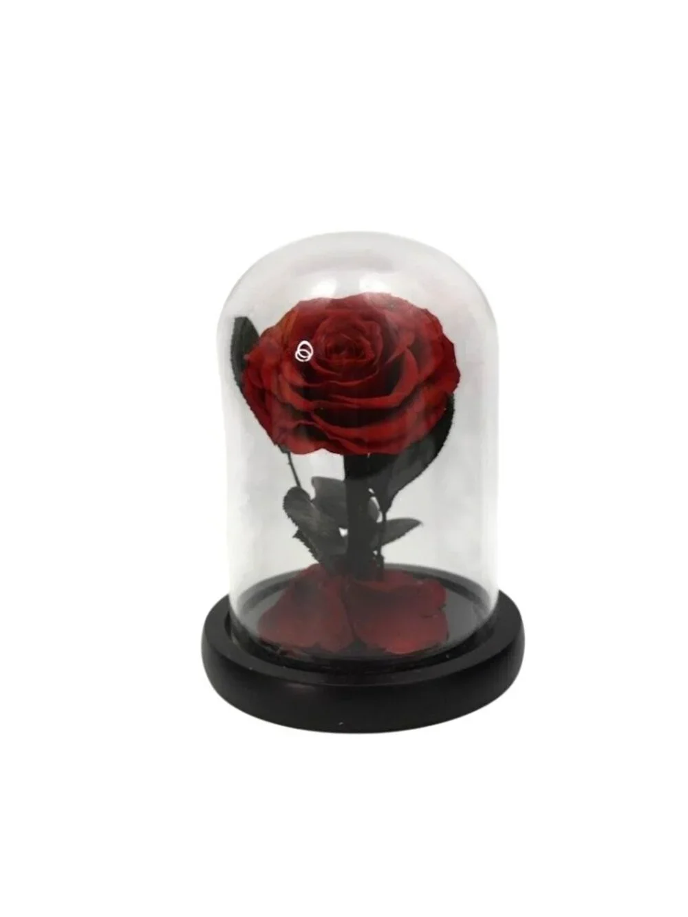Preserved Red Rose Glass Cloche Dome Beauty Beast Eternal Flower Romantic Box